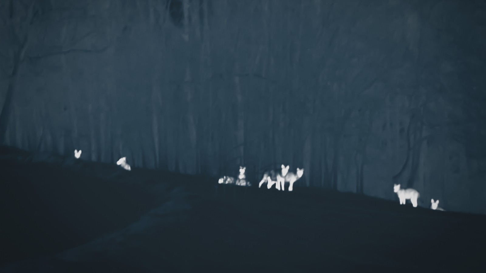 Our Wolves
